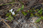 Harper's buttonweed